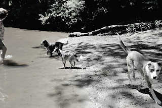 0466 Hunde spielen bei warmen Wetter in der Alster - Naherholungsgebiet Oberalster, Gemeinde Tangstedt (Stormarn).