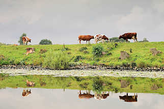 1444 Kühe auf dem Deich an der Eider spiegeln sich im Wasser - Regenhimmel.