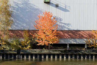 6986 Herbst im Hamburger Hafen - bunte Herbstbäume vor einem Lagerhaus im Peutekanal von Hamburg Veddel.