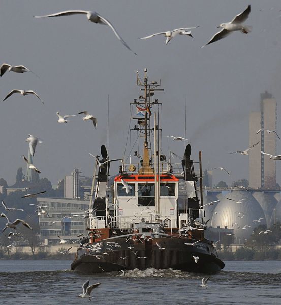 011_26034 Der 30m lange Schlepper Bugsier 20 verlsst  den Khlbrand und fhrt Richtung Elbe - Mwen begleiten den 13 Knoten schnellen Hafenschlepper. Rechts die Faultrme vom Klrwerk der Hamburger Wasserwerke auf dem Kattwyk, links ist das Brogebude Dockland am Hamburger Elbufer zu erkennen.  www.christoph-bellin.de