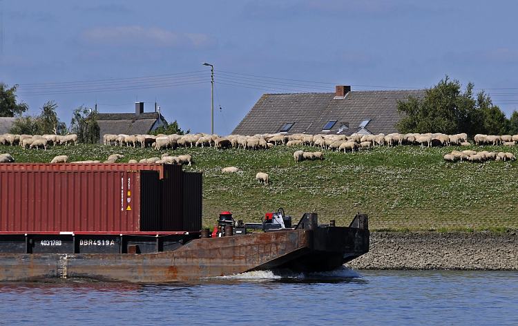 011_26067 ein Schubschiffverband mit einem Containertransporter fhrt elbaufwrts - auf dem Elbdeich weidet eine Herde Schafe. Hinter der Deichkrone sind die Dcher der Huser zu erkennen.  www.christoph-bellin.de