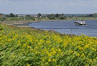 011_26066 ein Binnenschiff fhrt auf der Elbe Richtung Schleuse Geesthacht; auf dem Hamburger Elbdeich blhen gelbe Blumen - Steinbuhnen ragen in das Wasser. Die Elbebuhnen haben den Zweck die Fliessgeschwindigkeit im Fahrwasser der Elbe zu erhhen und dadurch auch das Versanden zu reduzieren.   www.christoph-bellin.de