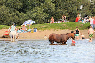 7188 Badestelle an der Dove-Elbe in Hamburg Allermhe - Pferde mit Kindern im Wasser.