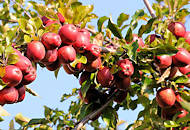 7698 Apfelbaum mit roten pfeln - der Zweig des Fruchtbaumes ist dicht mit den pfeln bedeckt