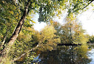 0294 Herbstbume am Rodenbeker Teich in Hamburg Bergstedt