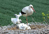 2261 Einer der Jungstrche macht im Nest Flugbungen.