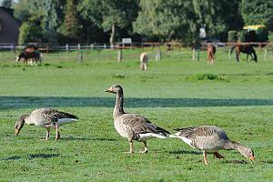 grasenden Graugnse auf einer Wiese im Hamburger Stadtteil Farmsen Berne - Pferde auf einer Weide im Hintergrund. Hamburg FARMSEN-BERNE;  Bezirk WANDSBEK. Die Orte Farmsen und Berne wurden beide erstmals 1296 urkundlich erwhnt. 1576 erwarb Hamburg alle Lndereien Farmsens. Bis zum 1. April 1937 war Farmsen-Berne eine Hamburger Enklave zwischen preuischem Gebiet . Auf einer Flche von 8,3 km leben ca. 33 000 Einwohner.