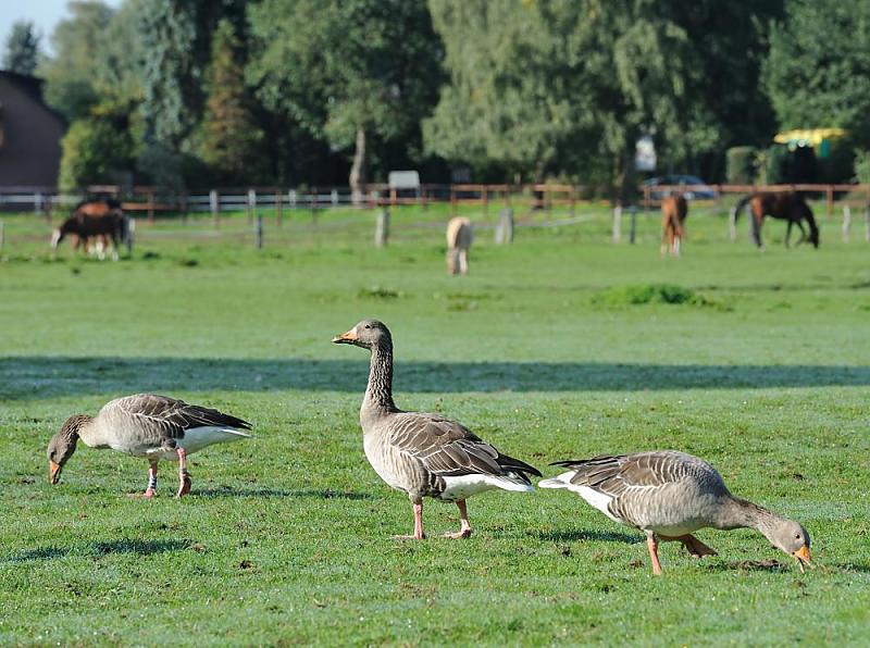 Hamburg FARMSEN-BERNE;  Bezirk WANDSBEK. Die Orte Farmsen und Berne wurden beide erstmals 1296 urkundlich erwhnt. 1576 erwarb Hamburg alle Lndereien Farmsens. Bis zum 1. April 1937 war Farmsen-Berne eine Hamburger Enklave zwischen preuischem Gebiet . Auf einer Flche von 8,3 km leben ca. 33 000 Einwohner.