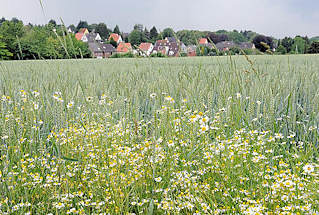 4525 Kornfeld mit blhender Kamille - Wohnhuser am Feldesrand; bei Hamburg Langenbek.