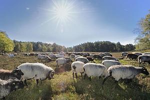 Weitlufiges Naturschutzgebiet der Fischbeker Heide im Hamburger Stadtteil Neugraben Fischbek - Am Rande der Heideflche stehen Laubbume.  Bilder aus Hamburg NEUGRABEN FISCHBEK , Bezirk Hamburg HARBURG. Fischbek findet erstmals Erwhnung 1544 als Vischbecke, Das Dorf Niegraben ist um ca. 1540 entstanden. Beide waren bis1937 eigenstndige Drfer, die erst durch das Gro-Hamburg-Gesetz nach Hamburg eingemeindet wurden. Der Stadtteil NEUGRABEN FISCHBEK hat auf einer Flche von 22,5 km ca. 28 000 Einwohner. 