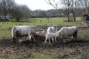 Khe an der Futterkrippe - Wiese. Bilder von Hamburg OSDORF, Bezirk Hamburg ALTONA. Die erste urkundliche Erwhnung Osdorfs als Oslevesthorpe bzw. Oselvestorph erfolgte 1268. Ab dem 14. Jh. war das Gebieit im Besitz des Hamburger Domkapitel und verblieb fast ein halbes Jahrtausend im Besitz der Kirche. 1927 erfolgte die Eingemeindung nach Altona. und 1937/1938 erfolgte die Eingemeindung nach Hamburg. Hamburg OSDORF hat eine Flche von 7,2 km - es leben ca. 25 000 Menschen in dem Stadtteil. 