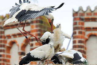 4330 Jungstrche im Nest - Hansestadt Werben. EIn Elternteil ist zur Ftterung der jungen Strche im Landeanflug - der Storch trgt einen breiten Ring / Beringung