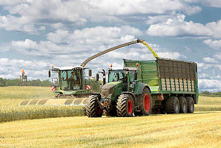 9162 Kornernte in Altfresenburg - Bad Oldesloe; der Mhdrescher fhrt durch das Kornfeld; die Erntemaschine mht und drischt das Korn, dann wird die Ernte direkt auf den daneben fahrenden Traktoranhnger abgetankt.