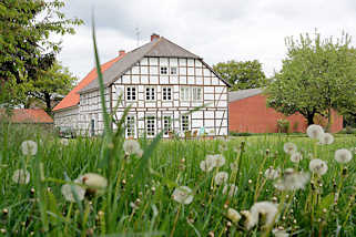 6985 Wiese mit Pusteblumen - Fruchtstand vom Lwenzahn; Fachwerkhaus in Dickfeitzen / Wendland.