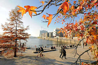 3108 Herbst in der Hansestadt Hamburg - Herbstbume an den Marco-Polo-Terrassen in der Hamburger Hafencity am Grasbrookhafen. Im Hintergrund die Baustelle der Elbphilharmonie.