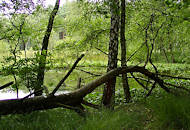 P8050050 umgestrzter Baum im Duvenstedter Brook - Naturschutz in Hamburg - Hamburgs grsstes Naturschutzgebiet.