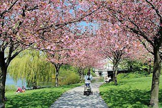 8104 Hamburg im Frhling - Japanische Kirschen am Ufer der Alster im Hamburger Stadtteil Hohenfelde - rosa Bltenpracht der Zierbume in der Sonne.