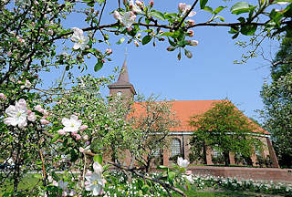 2760 Pfarrkirche St. Pankratius, Hamburg Neuenfelde - blhende Apfelbume auf der Wiese.