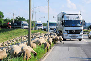 7027 Die Schafe weiden dicht an der Hauptverkehrsstrasse in Hamburg Wilhelmsburg - Lastwagen warten, bis die Schafe von der Strasse sind.