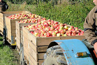 3711 Apfelernte im Alten Land - Trecker mit Anhängern, die mit frisch gepflückten Äpfeln gefüllt sind.
