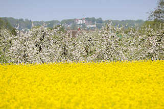 5540 Bilder vom Frhling - blhendes Rapsfeld, blhende Apfelbume in Jork; im Hintergrund auf der anderen Seite der Elbe Gebude auf dem Sllberg in Hamburg Blankenese.