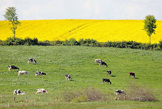 1787 Auf einer Weide grasende Holsteinische Kühe - blühendes Rapsfeld bei Plön.